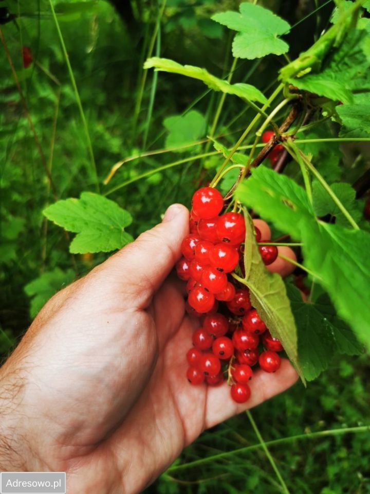 Działka rod Wrocław Psie Pole, ul. Kątowa. Zdjęcie 13