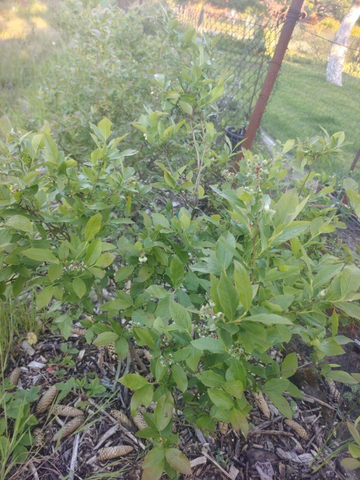 Działka rod Szczecin Świerczewo. Zdjęcie 4