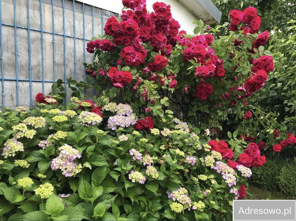 Działka rod Słupsk, al. 3 Maja. Zdjęcie 7