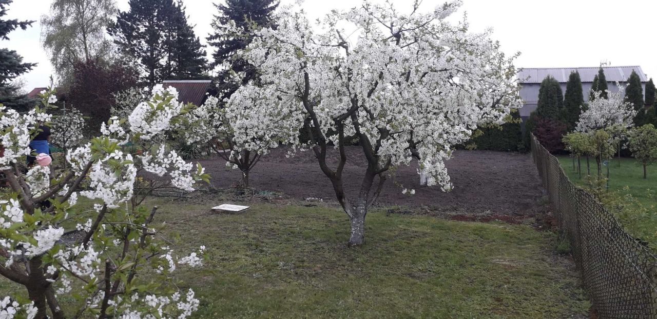 Działka rod Września, ul. Działkowców. Zdjęcie 7