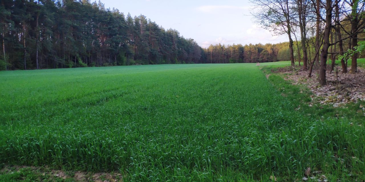 Działka inwestycyjna Jeruzal, ul. Szkolna. Zdjęcie 2