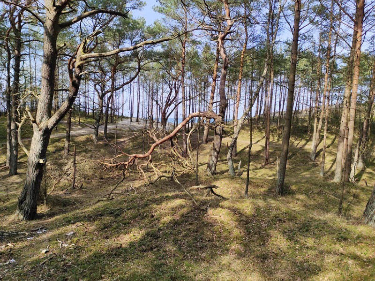 Działka rolna Grzybowo. Zdjęcie 11