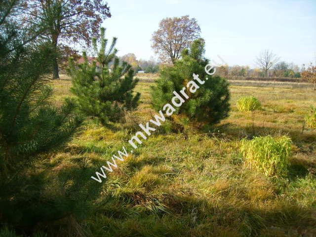 Działka budowlana Makówka. Zdjęcie 4