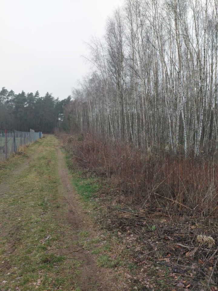 Działka budowlana Załuski. Zdjęcie 7