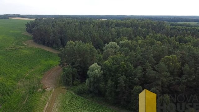 Działka leśna Pasieka. Zdjęcie 9