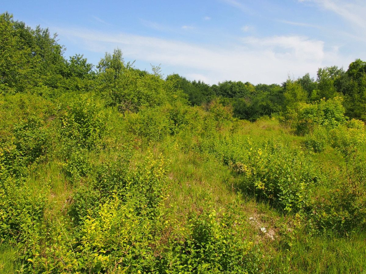 Działka rekreacyjna Śladów. Zdjęcie 9