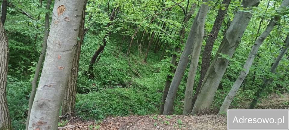 Działka rekreacyjna Błażkowa. Zdjęcie 10