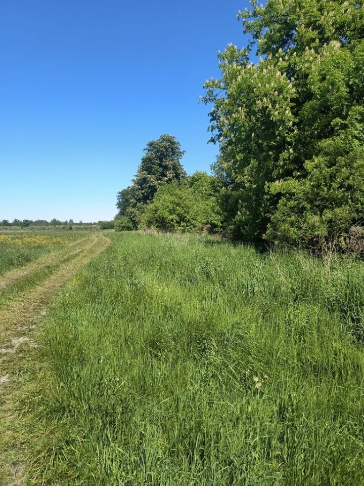 Działka rolna Kluki Oćwieka. Zdjęcie 2