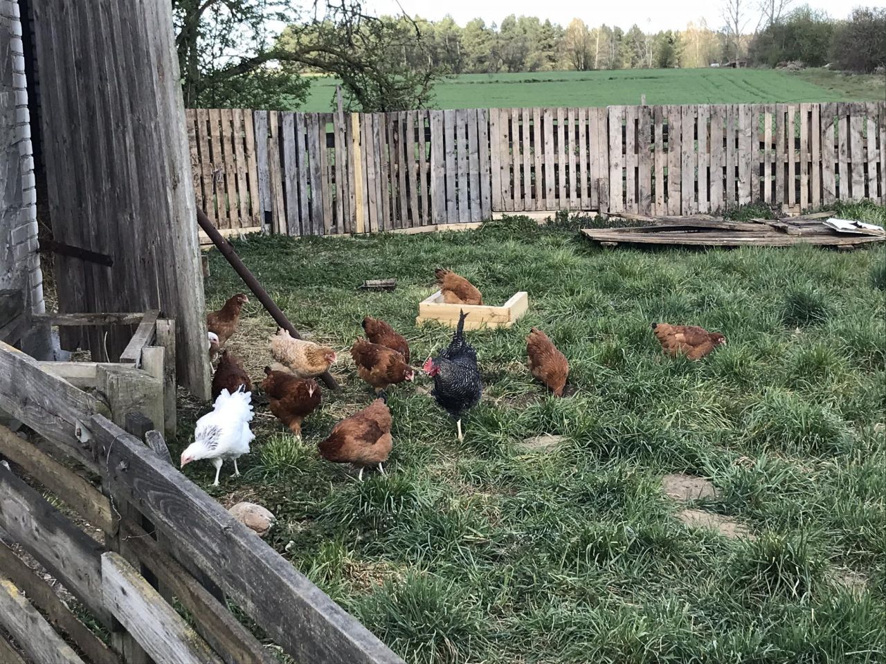 gospodarstwo, 3 pokoje Bąki. Zdjęcie 13