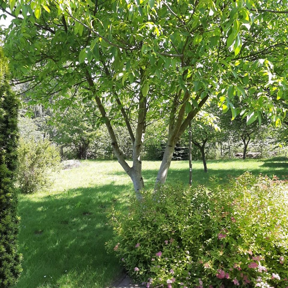 Działka rod Dębica. Zdjęcie 3