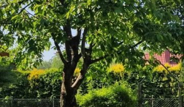 Działka rod Poręba, ul. Spokojna