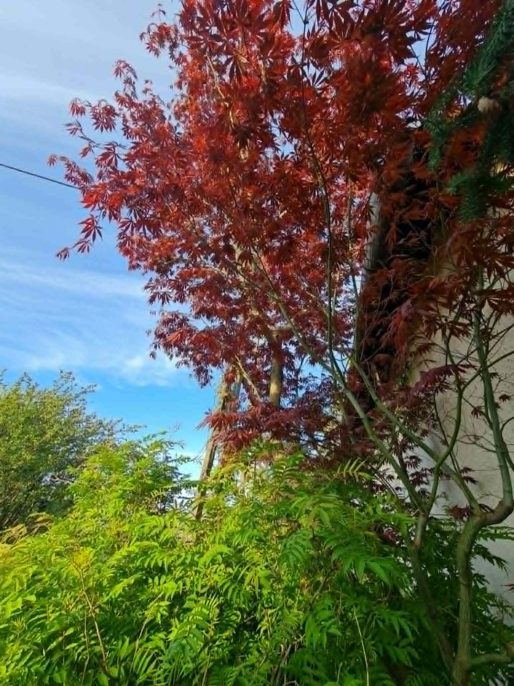 Działka rod Skoczów, Stalmacha. Zdjęcie 13