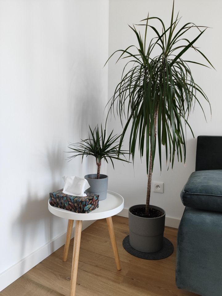 bliźniak, 5 pokoi Czapury, Poranek. Zdjęcie 7