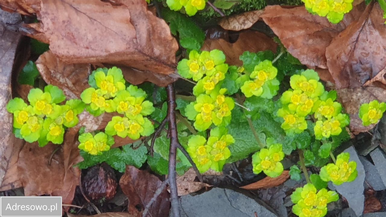 Działka rod Bielsko-Biała Kamienica. Zdjęcie 8