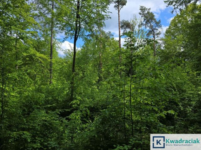 Działka leśna Końskie. Zdjęcie 3
