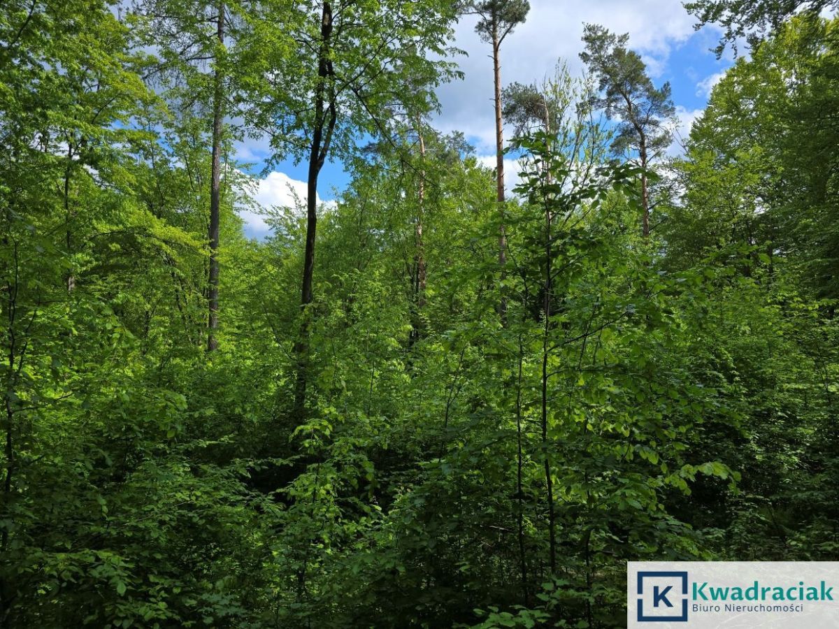 Działka leśna Końskie. Zdjęcie 3