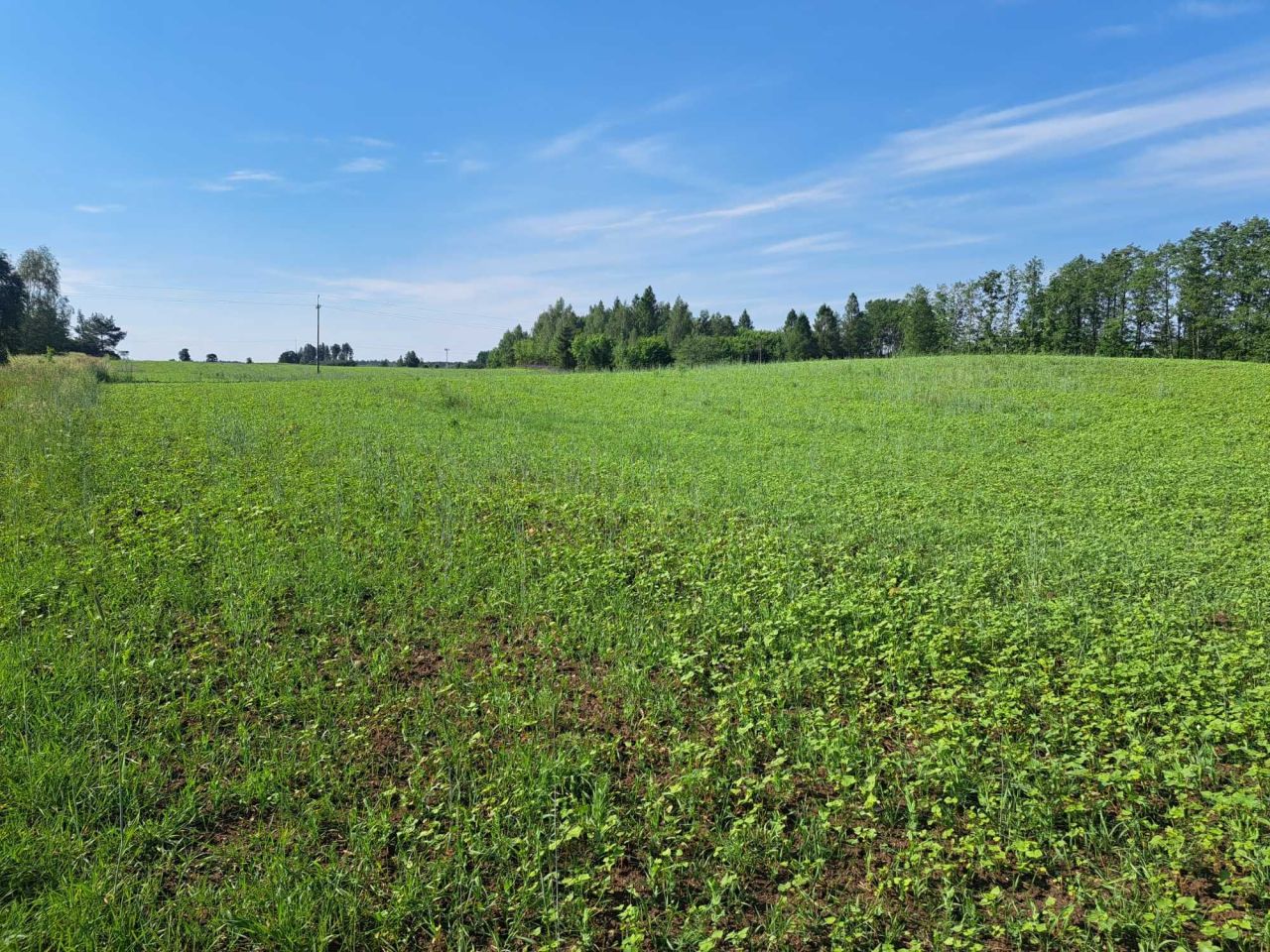 Działka siedliskowa Siemczyno. Zdjęcie 4