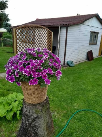 Działka rod Kajetany. Zdjęcie 1