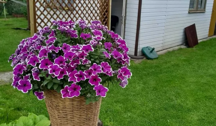 Działka rod Kajetany