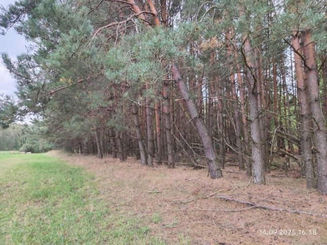 Działka leśna Miłosław. Zdjęcie 1