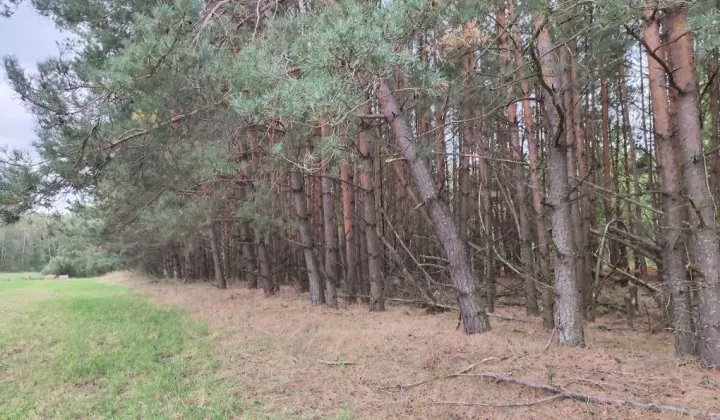 Działka leśna Miłosław