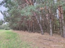 Działka leśna Miłosław