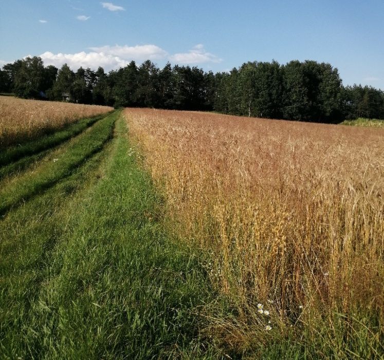 Działka inwestycyjna Pokaniewo-Kolonia. Zdjęcie 6