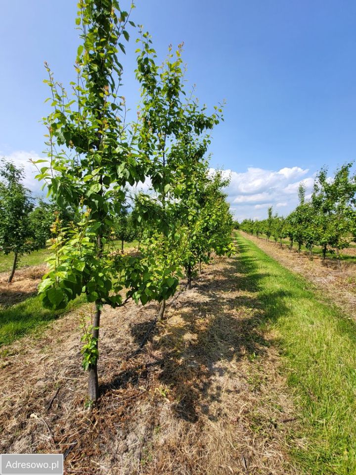 Działka rolna Stefanków. Zdjęcie 5