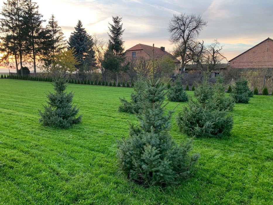 Działka budowlana Winna. Zdjęcie 5