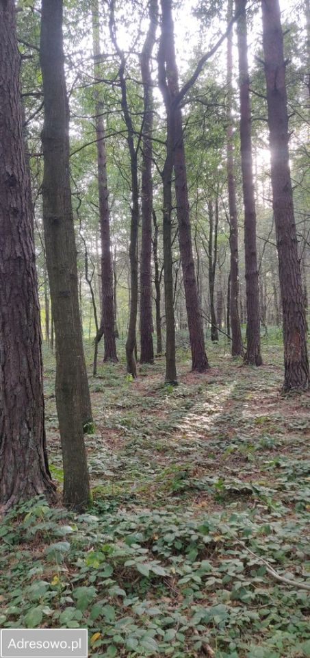 Działka leśna Biszcza. Zdjęcie 8
