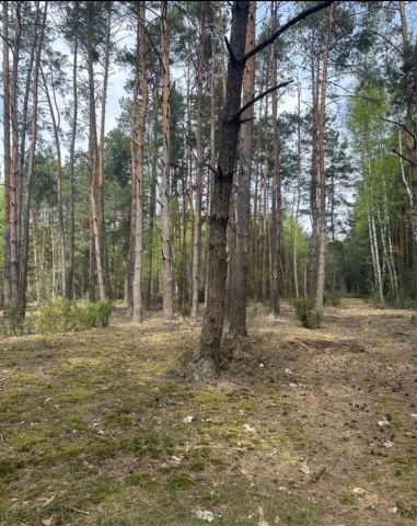 Działka leśna Moczydły-Dubiny. Zdjęcie 1