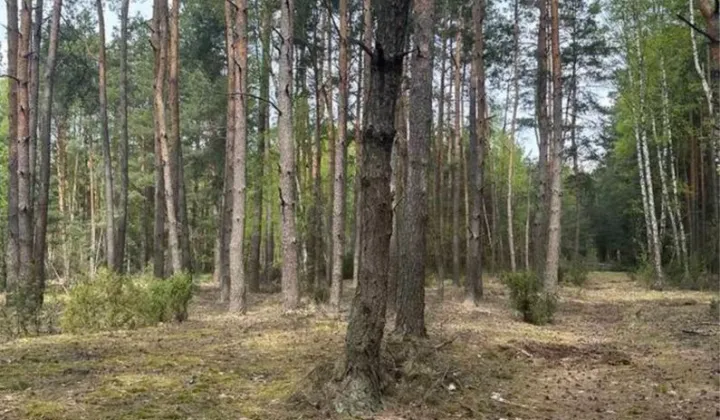 Działka leśna Moczydły-Dubiny