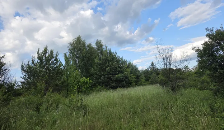 Działka siedliskowa Chechło, ul. Ogrodowa