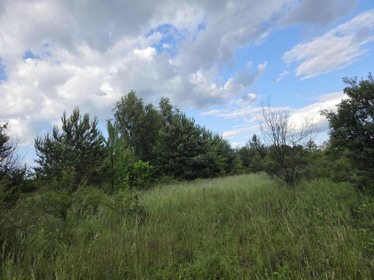 Działka siedliskowa Chechło, ul. Ogrodowa