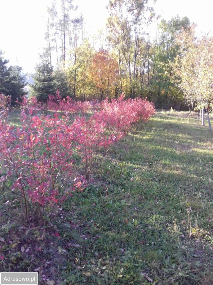 dom wolnostojący, 6 pokoi Rościszów. Zdjęcie 3
