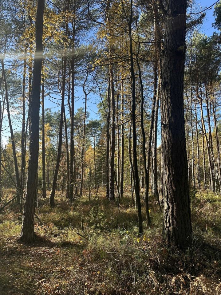 Działka leśna Stanowiska. Zdjęcie 7
