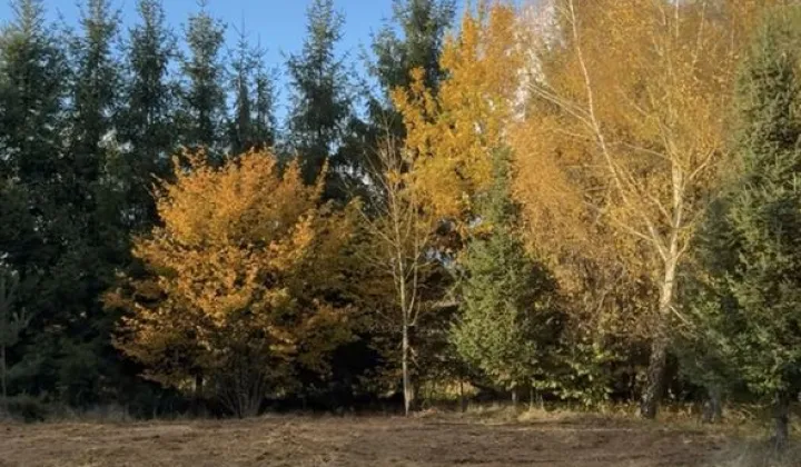 Działka budowlana Dołuje, ul. Daniela