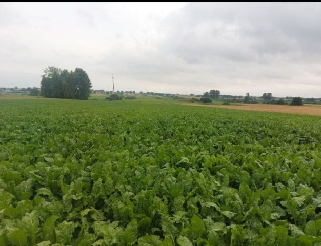 Działka rolno-budowlana Horyszów Polski. Zdjęcie 1