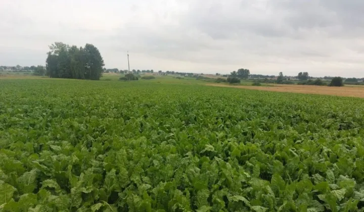 Działka rolno-budowlana Horyszów Polski