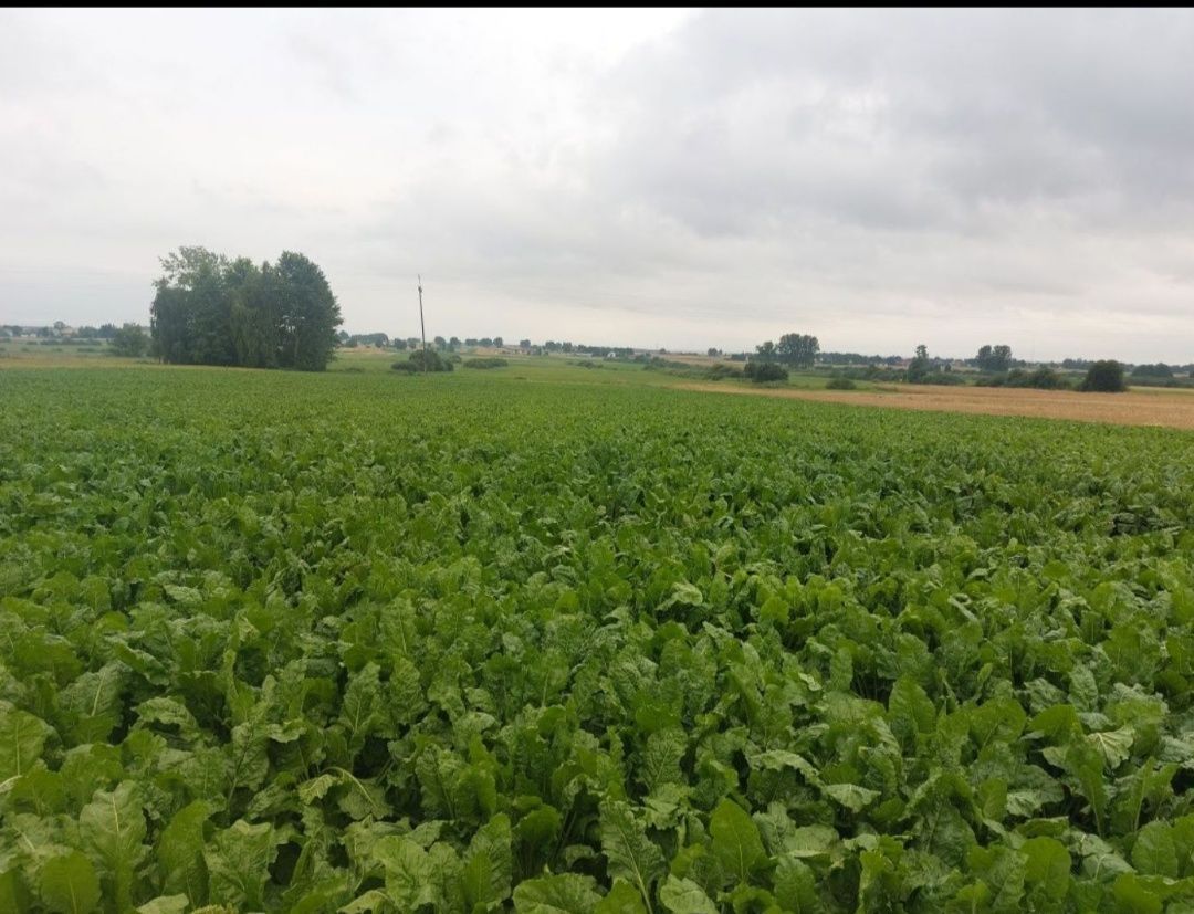 Działka rolno-budowlana Horyszów Polski. Zdjęcie 1
