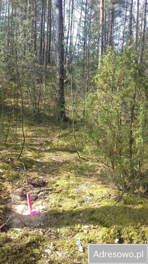 Działka leśna Wojciechów. Zdjęcie 6