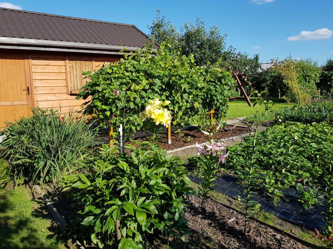 Działka rod Poniatowa. Zdjęcie 3