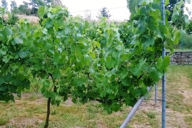 Działka rolno-budowlana Byczeń, -. Zdjęcie 2