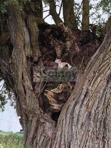 Hotel/pensjonat Praslity. Zdjęcie 9