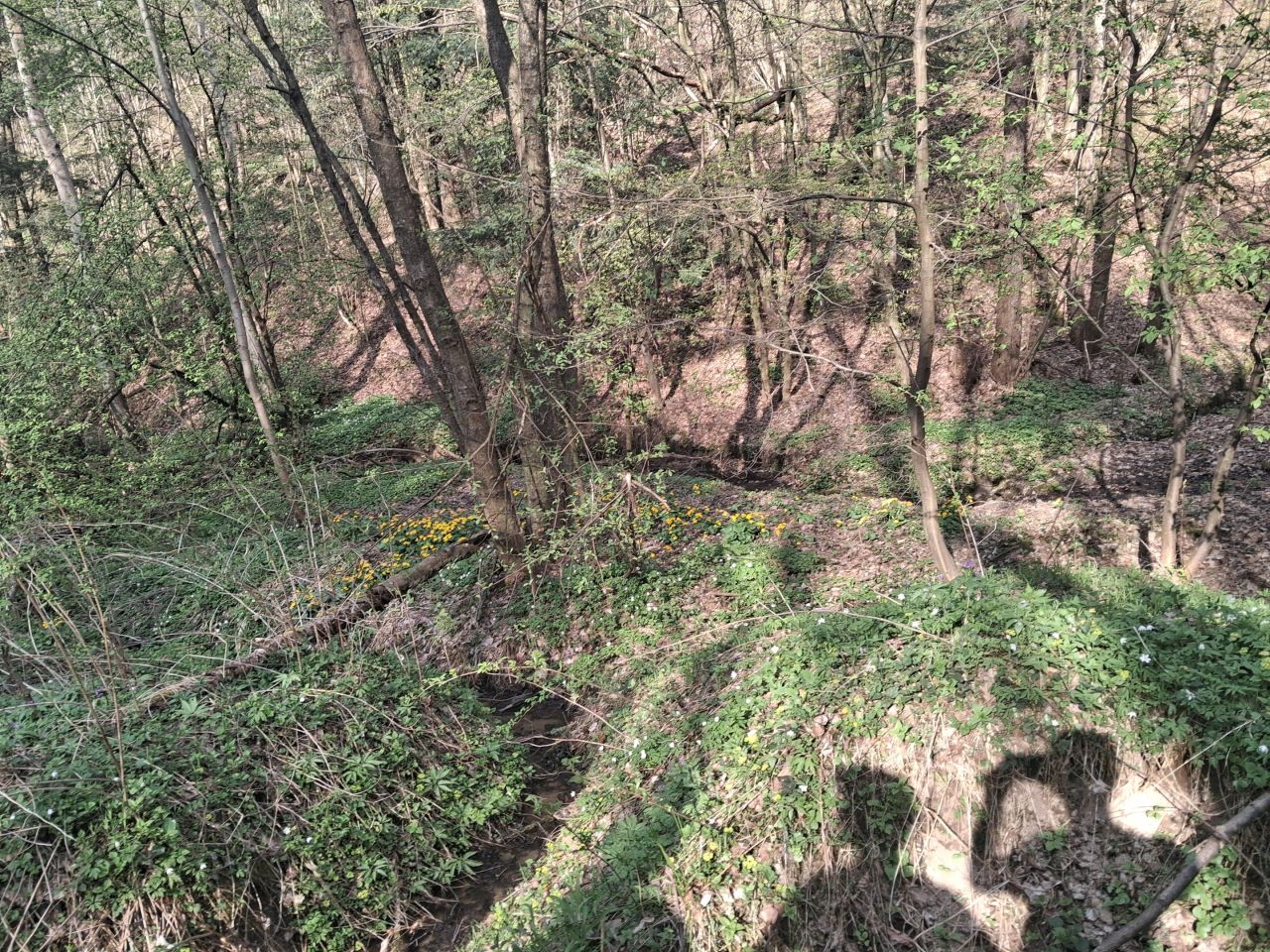 Działka leśna Lipnica Dolna, BRAK. Zdjęcie 13