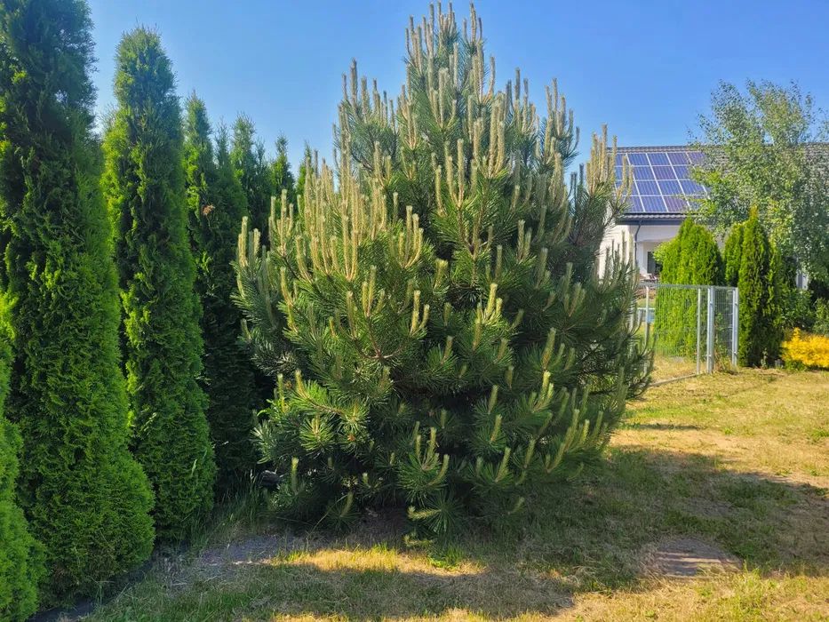 Działka budowlana Koszuty Małe. Zdjęcie 6