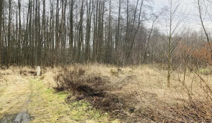 Działka rekreacyjna Myślibórz Wielki