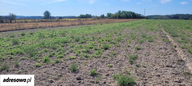 Działka rolno-budowlana Janików. Zdjęcie 1