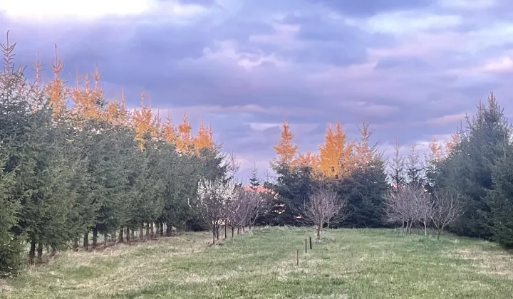 Działka budowlana Całowanie