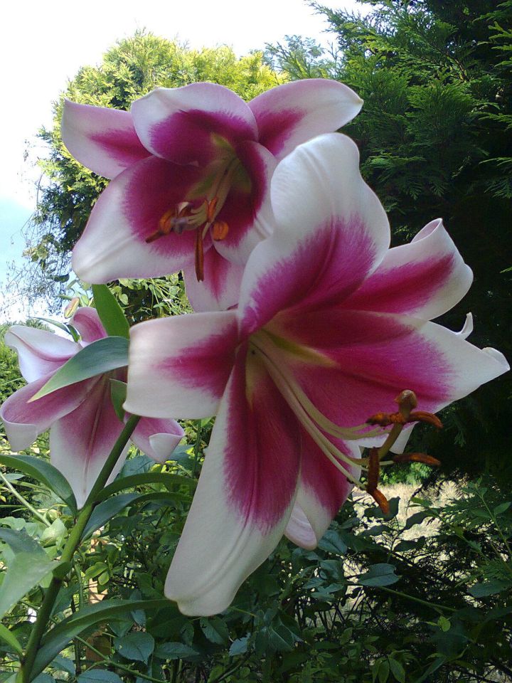 Działka rekreacyjna Częstochowa Błeszno, ul. Kusocińskiego. Zdjęcie 23